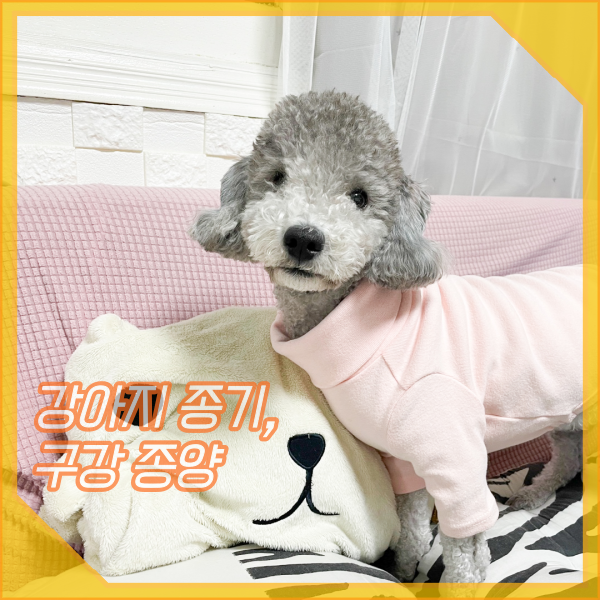  강아지 종기, 양성과 악성 구강 종양 증상 (잇몸에 혹)