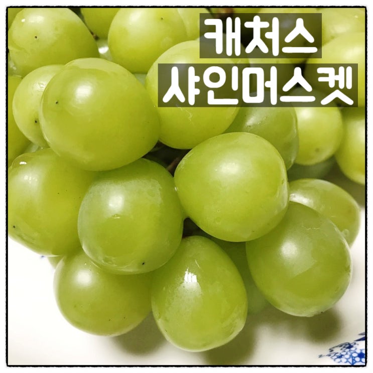  캐처스 신선한 샤인머스켓 맛있는 청포도 맛 후기