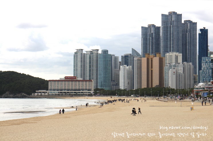  부산 해운대해수욕장 - 꼭 벌새인 줄 알았네, 박각시나방