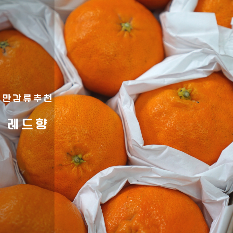  제주 과일 3kg 제철 레드향 선물세트