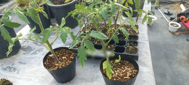 [식물 키우기] 방울토마토 키우기 [28일차]