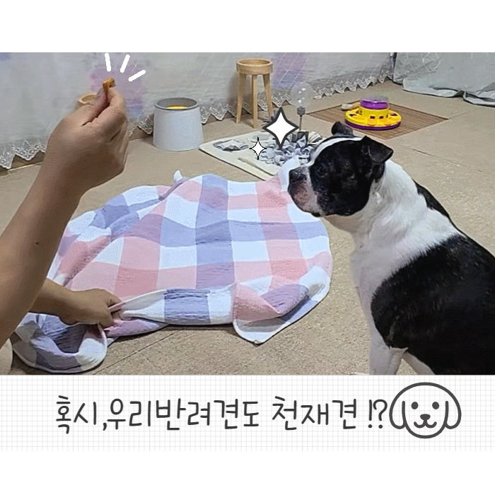  집에서 하는 강아지 아이큐 테스트 두리네도 해보았다
