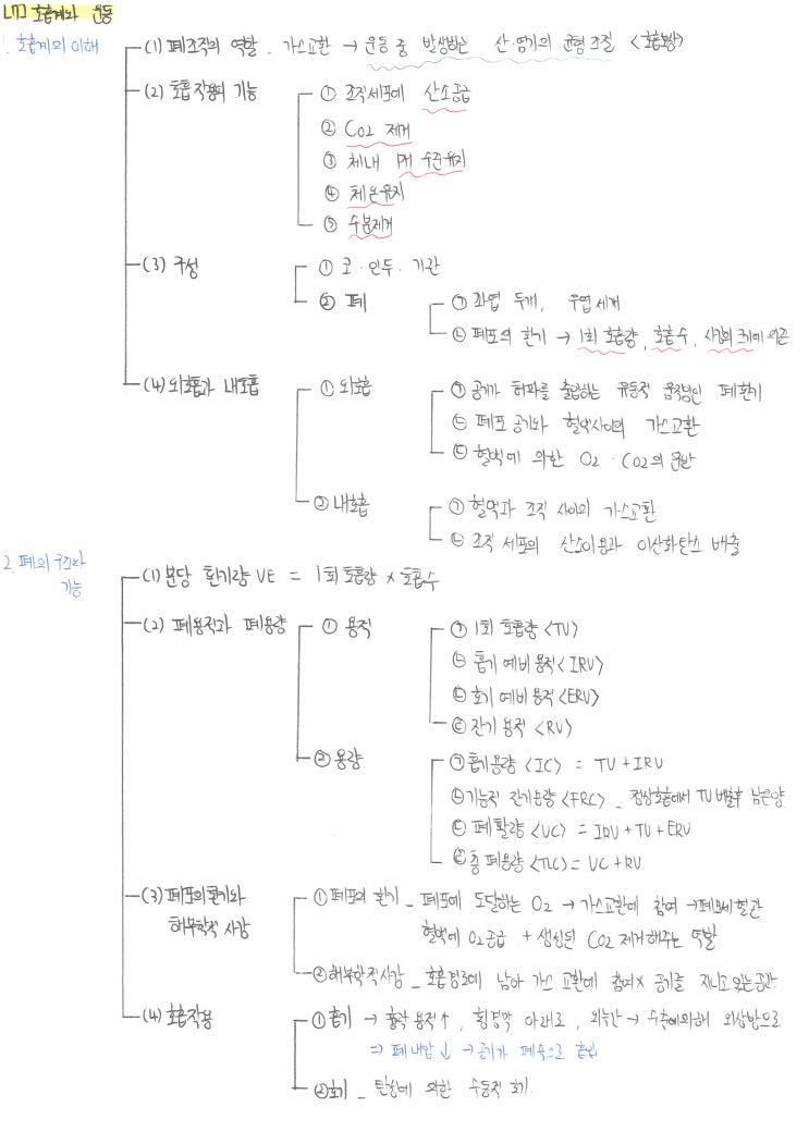  임용 체육 서브노트 공유, 운동생리 호흡계와 운동