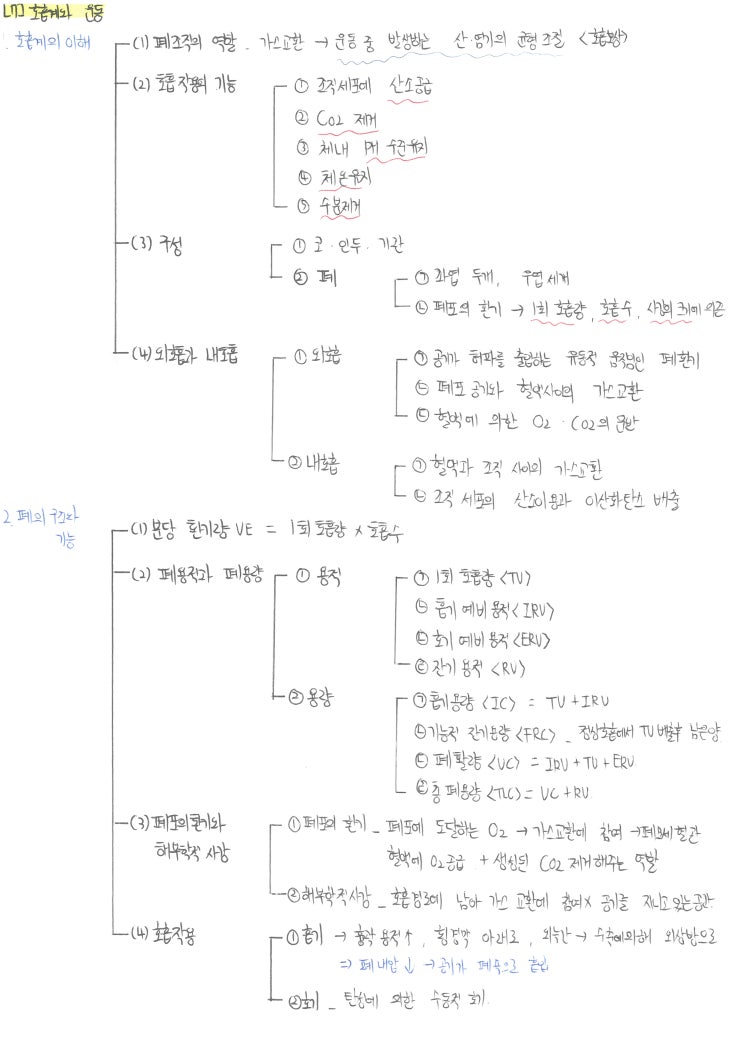 임용 체육 서브노트 공유, 운동생리 호흡계와 운동