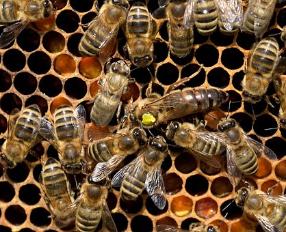  양봉농가 등록 안내, 수원행정사 오천조 사무소