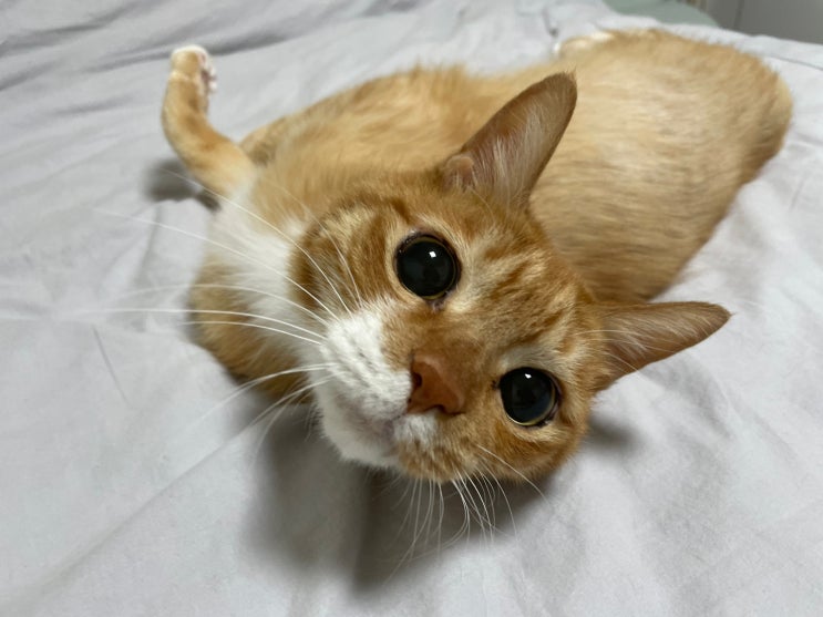 고양이 식빵 자세와 배 발라당 등 잠 자는 자세 Check