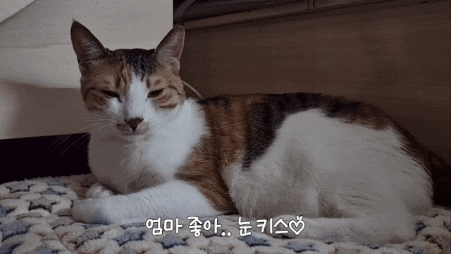  내돈내산 : 가성비 좋은 반려동물 방석 포근한 고양이 강아지 방석 : 섬섬이는 옥수와 분위기가 완전 다른 고양이랍니다 ^^