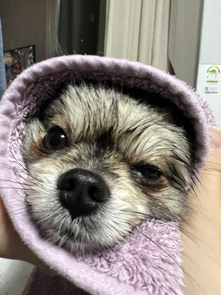  오늘은 꾸꾸 목욕하는 날