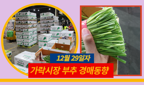  [경매사 일일보고] 12월 29일자 가락시장 "부추" 경매동향을 살펴보겠습니다!
