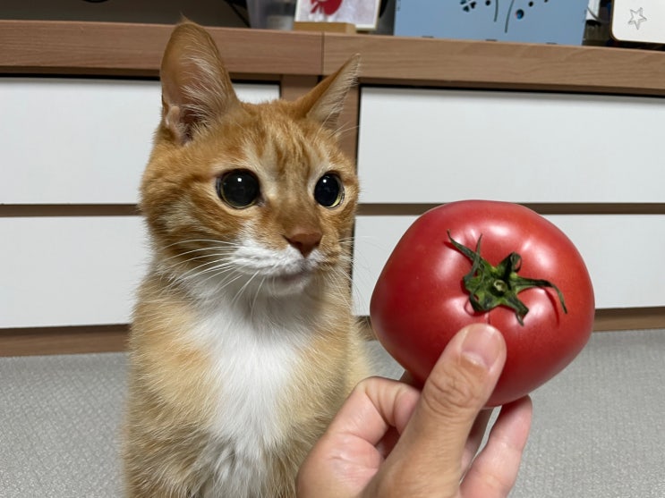 고양이 토마토 , 방울토마토 과일 급여해도 될까