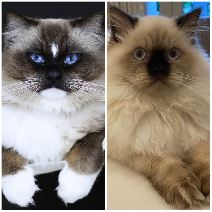  강아지고양이 랙돌 vs 히말라얀(샴+페르시안) 품종 비교