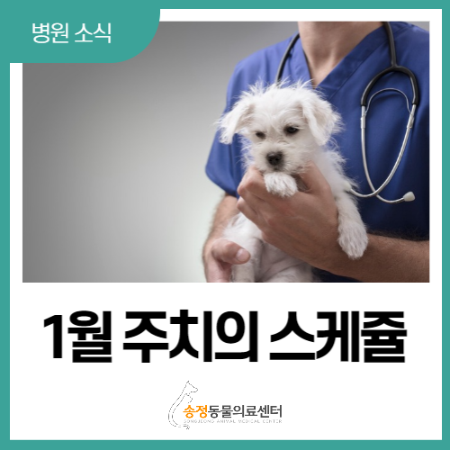  연중무휴 경기광주 송정 동물병원 1월 주치의 진료표