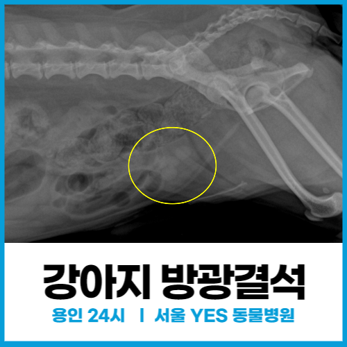 [외과] 강아지 방광 비후, 결석수술 치료사례 (용인, 수지 24시 동물병원)