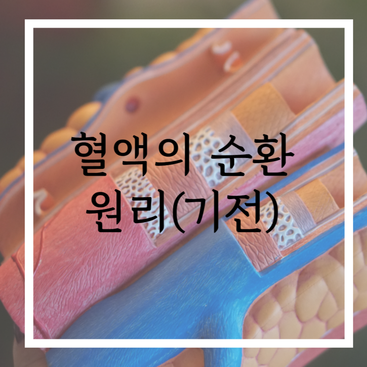 간단하게 알아보는 동맥, 정맥, 림프의 순환 기전(원리) 간단하게 알아보는 동맥, 정맥, 림프의 순환 기전(원리)