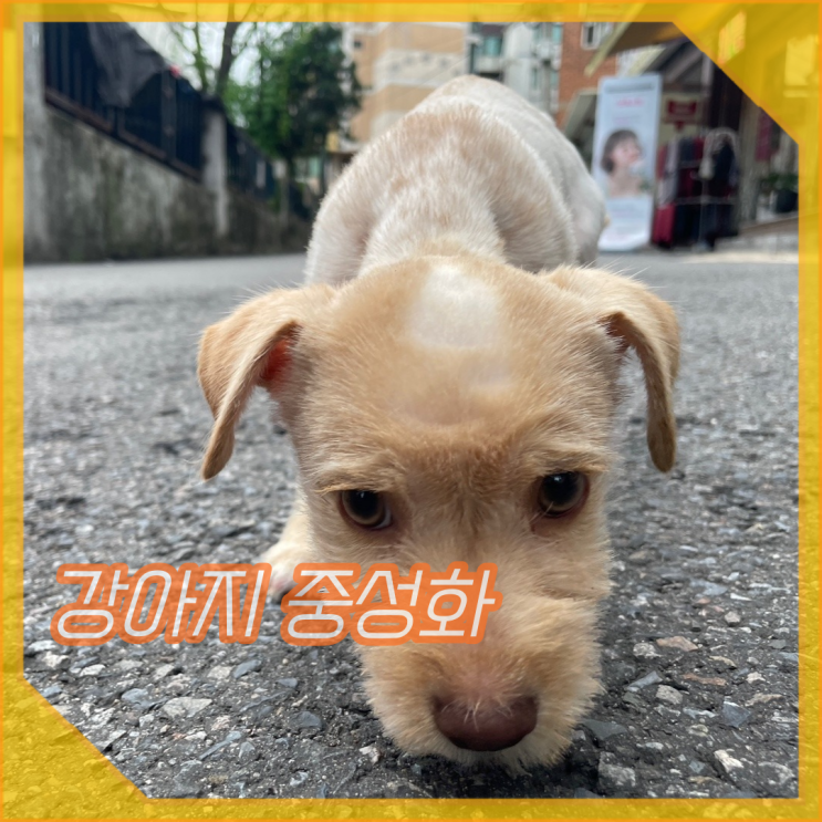 강아지 수컷 암컷 중성화 시기와 수술 장점, 후 관리 이렇게 해요!