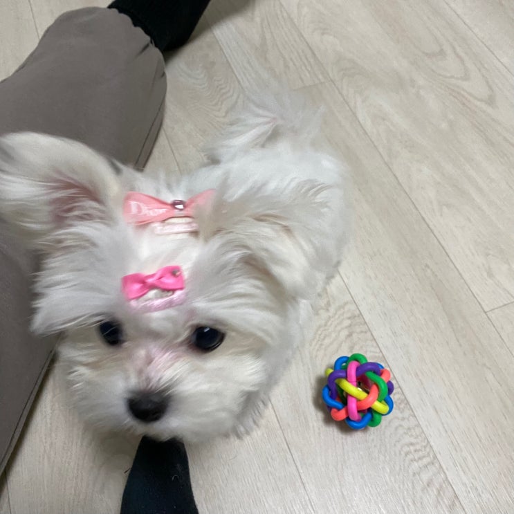  분양받은 강아지, 언제부터 산책을 시키는 것이 좋을까? #강아지 산책 #언제부터?