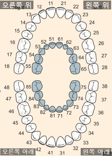 치아에도 번호가 있다? 치아 번호 쉽게 알기! (유치 번호, 영구치 번호, FDI tooth numbering system ...