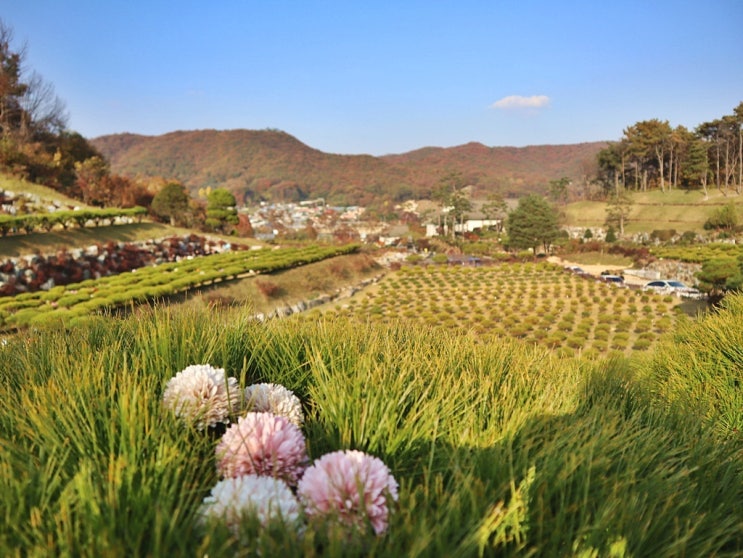  용인수목장 종류와 고려할 점