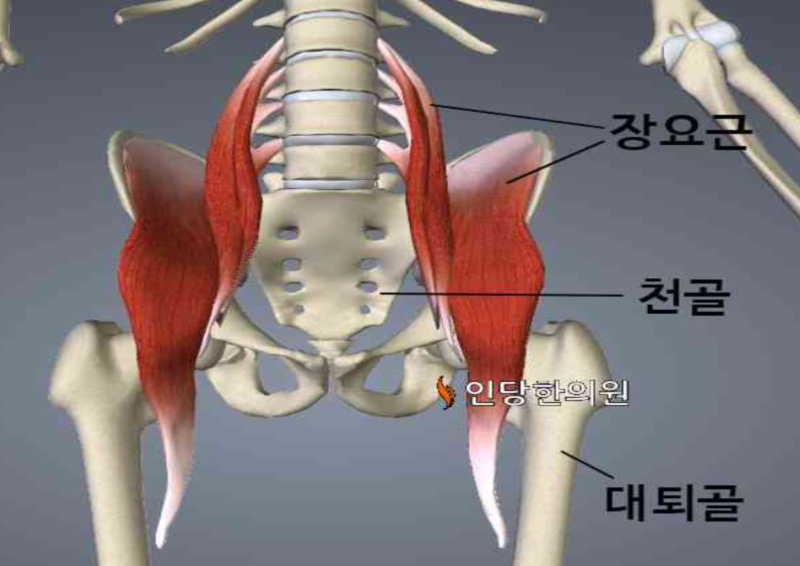 장요근 통증 원인과 운동 방법 : 네이버 블로그