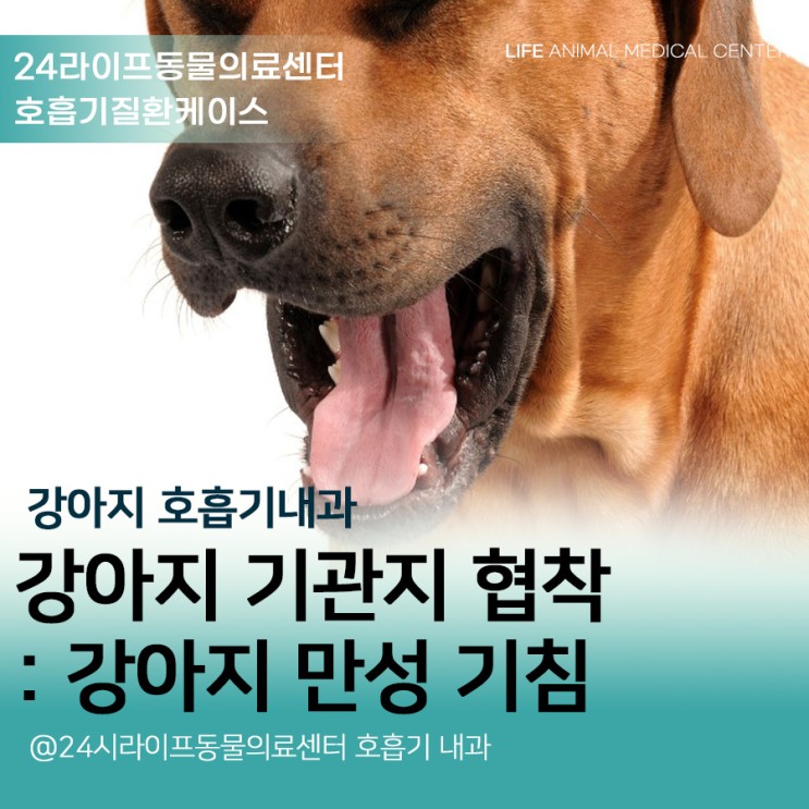 강아지 거위소리 기침, 강아지 기관지 협착증 진료 대구24시동물병원