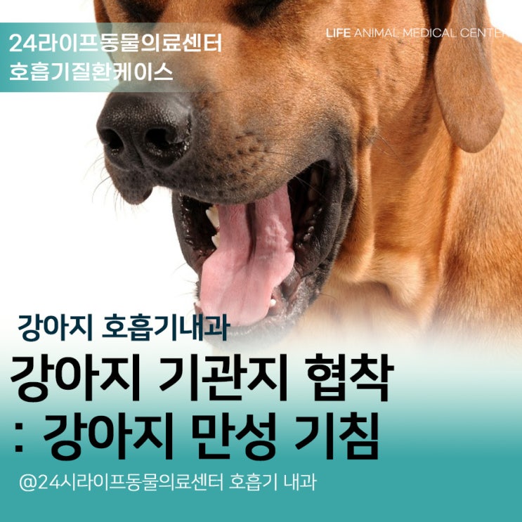 강아지 거위소리 기침, 강아지 기관지 협착증 진료 대구24시동물병원 강아지 거위소리 기침, 강아지 기관지 협착증 진료 대구24시동물병원
