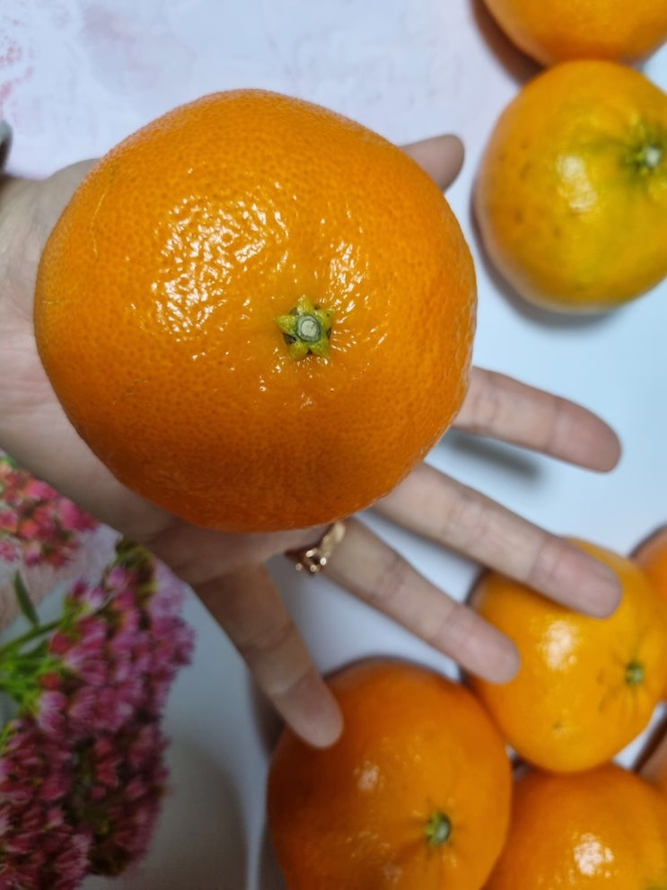  제주 레드향