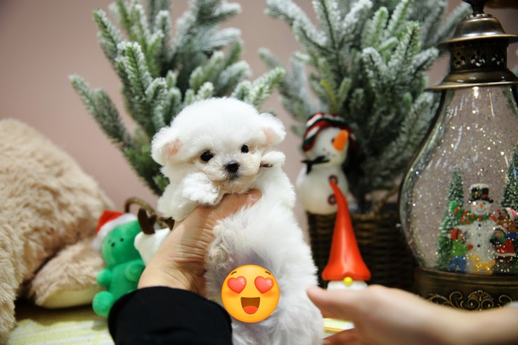  울산강아지분양 달링하이울산점에서 오늘은 미니비숑 아가몽을 소개드릴께요 미니비숑 여아 남아 모두 만나볼 수 있는 기회!! 빠르게 예약방문주세요.