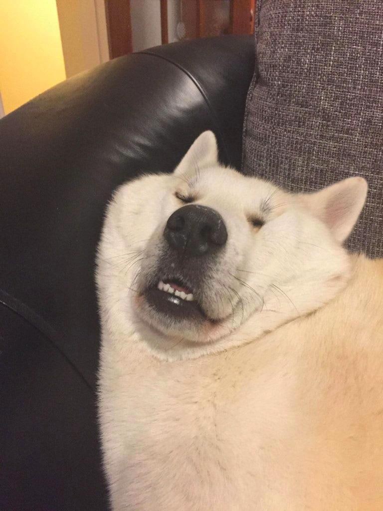 귀여운 페브룩 웨일스 코기 강아지가 화난 스톡 사진 1167092896 | Shutterstock, image size:768x1024