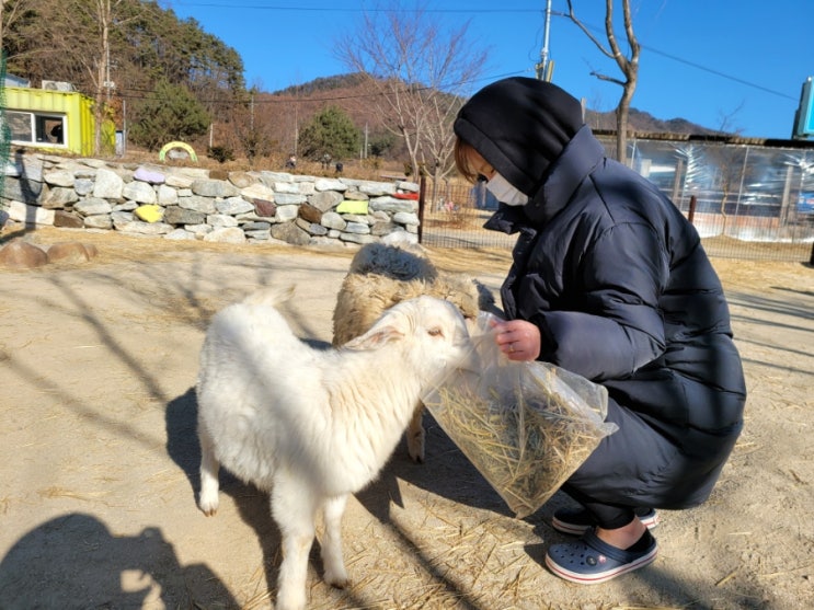  양평 겨울에 가면 좋은 여행지, 어른도 어린이도 좋아하는 양평양떼목장에서 양도 보고 썰매도 타고