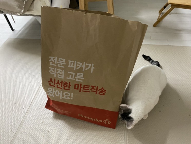 고양이 무료 숨숨집 제공 사건 : 홈플러스, 이마트 종이봉투 고양이 무료 숨숨집 제공 사건 : 홈플러스, 이마트 종이봉투