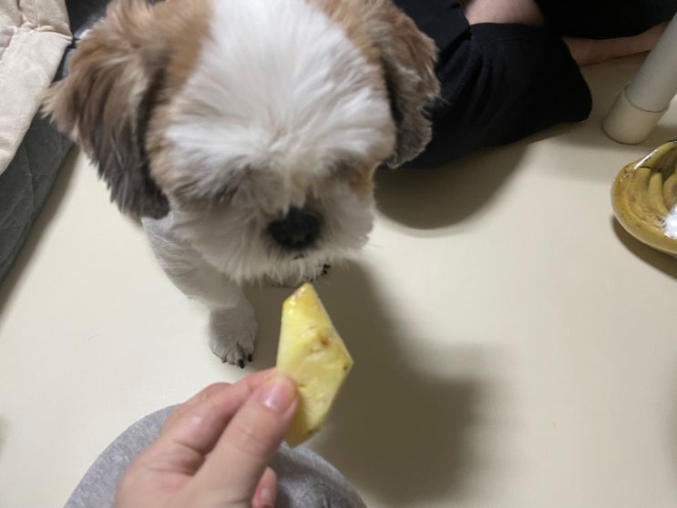 강아지 파인애플 먹어도 되는 과일일까? 주의사항은? 강아지 파인애플 먹어도 되는 과일일까? 주의사항은?
