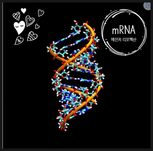 mRNA(메신저 리보핵산)