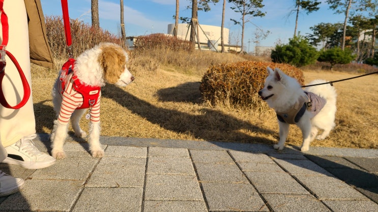 브리딩 그룹수업 후기 - 겨울 산책수업 스케치