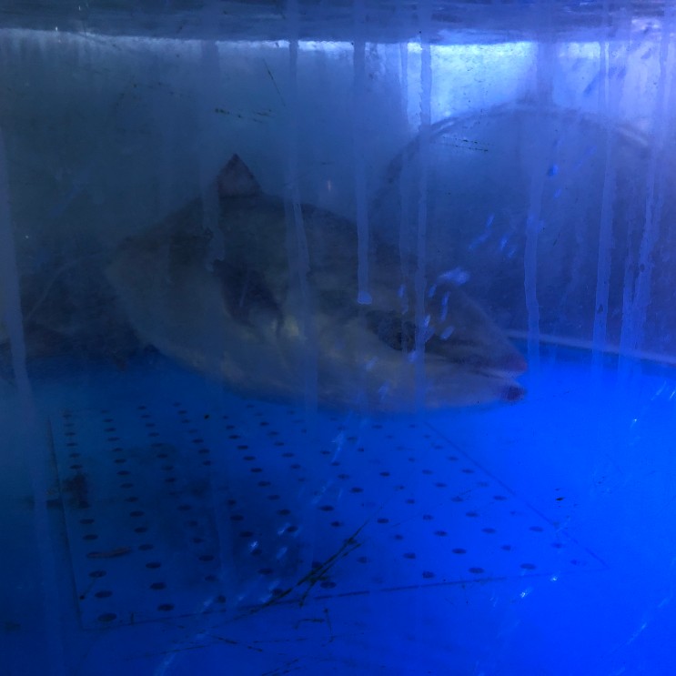 (음주) 포승맛집 후루룩 포승 (해물후루룩수산) (내돈내먹) 대방어