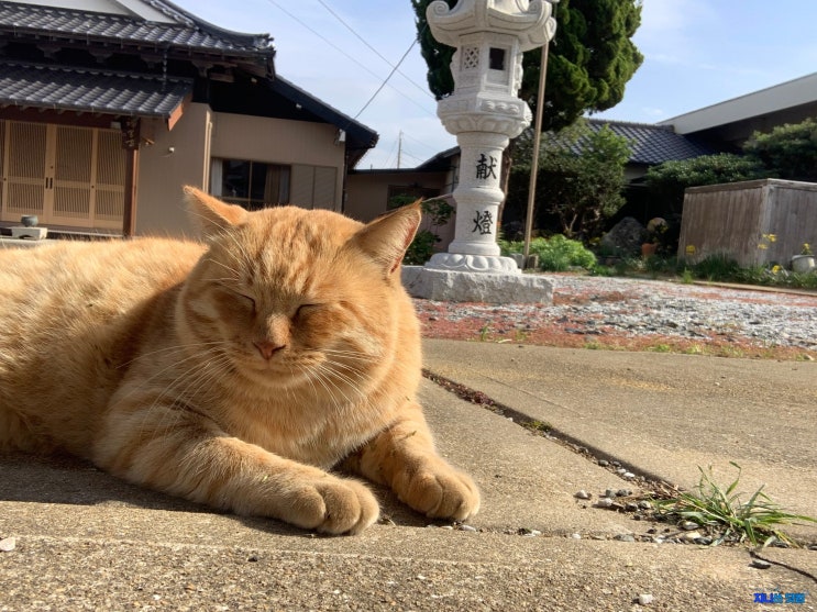 후쿠오카 근교 여행 : 아이노시마 고양이섬 다녀오기, 인간과 고양이의 행복한 공존