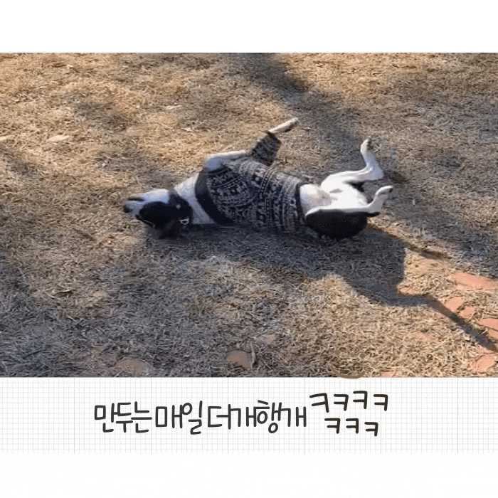  [강아지 산책 일기] 잔디만 오면 더개행개 (훈련벨 최근영상)