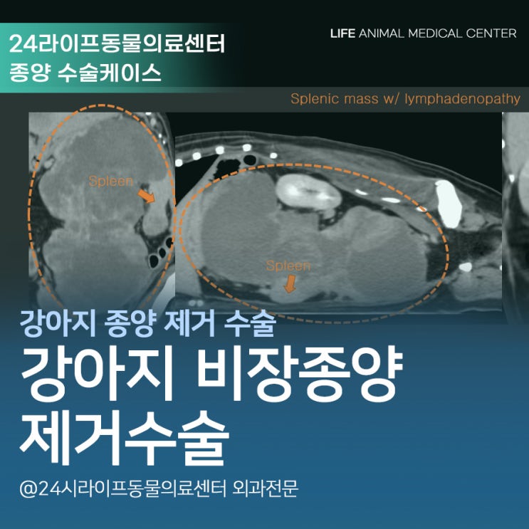 대구 강아지 비장종양 제거수술 : 대구24시동물병원 라이프동물의료센터