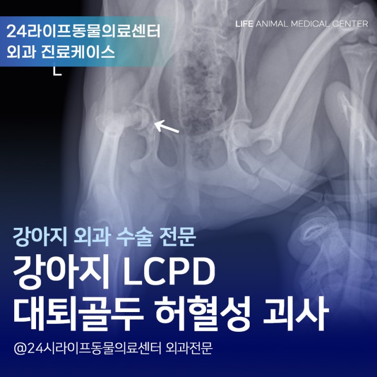 대구 강아지 대퇴골두 허혈성괴사 LCPD 수술 / 강아지가 다리를 들고다녀요