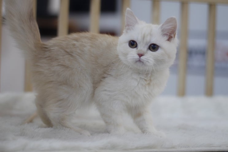 건강한 고양이분양을 알아보시는 집사님들은 마포고양이 분양 도레미캣:전문 고양이 분양샵에 방문해보세요.