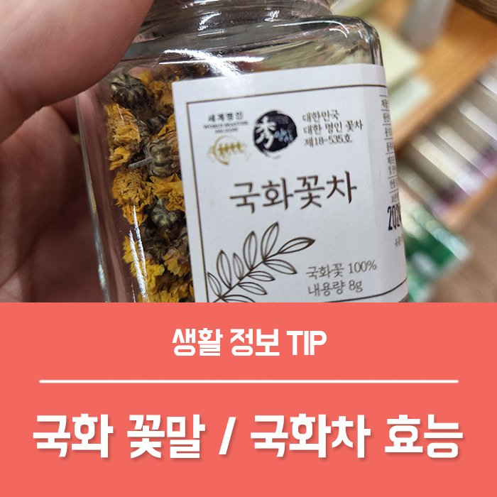  국화차 효능 BEST5, 부작용? 국화 꽃말 삽목 키우기 물주기