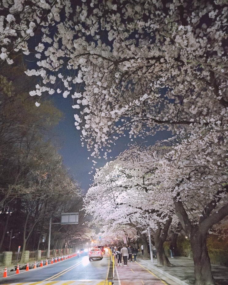 [영등포] 다시 봄, 여의도봄꽃축제 팝콘꽃이 활짝 《윤중로 벚꽃》 심야나들이