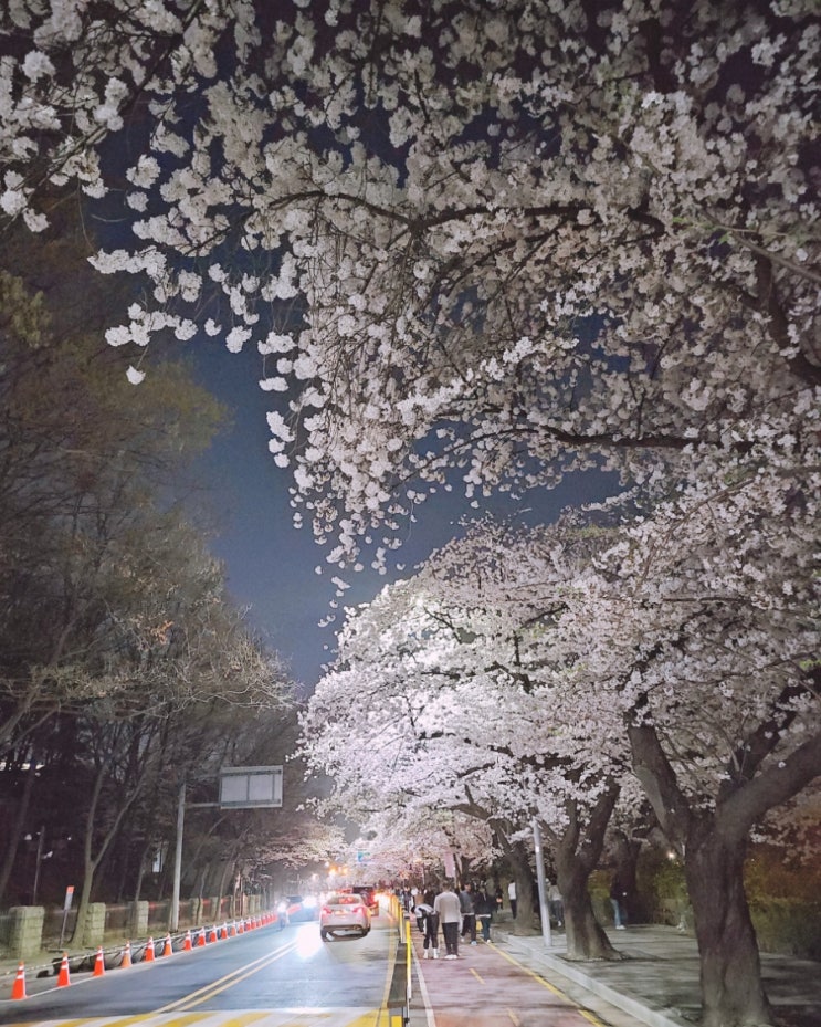  [영등포] 다시 봄, 여의도봄꽃축제 팝콘꽃이 활짝 《윤중로 벚꽃》 심야나들이