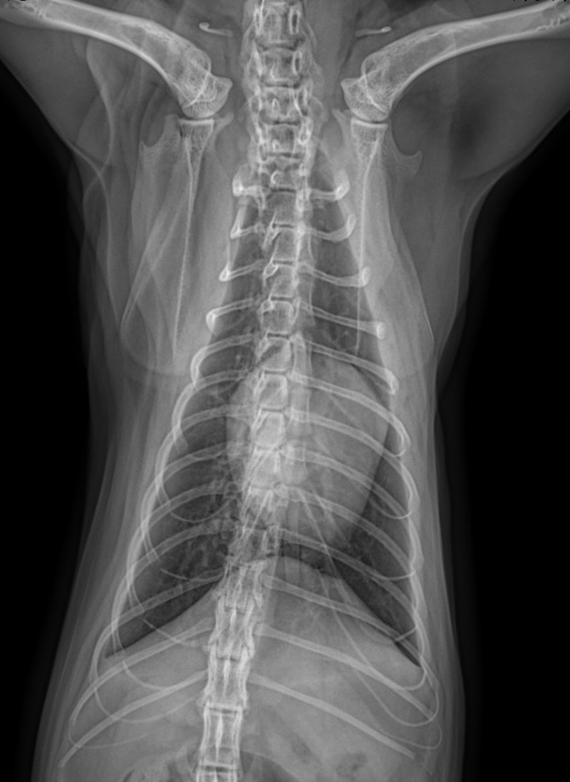 [24시 청주 이음 동물의료센터] 고양이 동맥혈전색전증, ATE(arterial thromboembolism) : 네이버 블로그