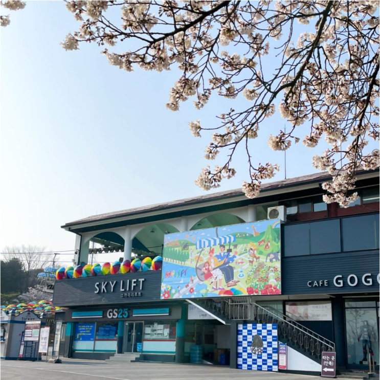  서울대공원 벚꽃구경 벚꽃길근황이랑 편하게 스카이리프크 타는법