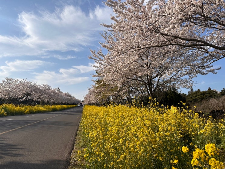 가고 싶은 곳 - 2023 서귀포 유채꽃 축제