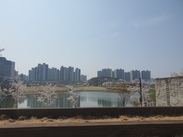  동탄2 호수공원 봄꽃, 벚꽃 나들이.