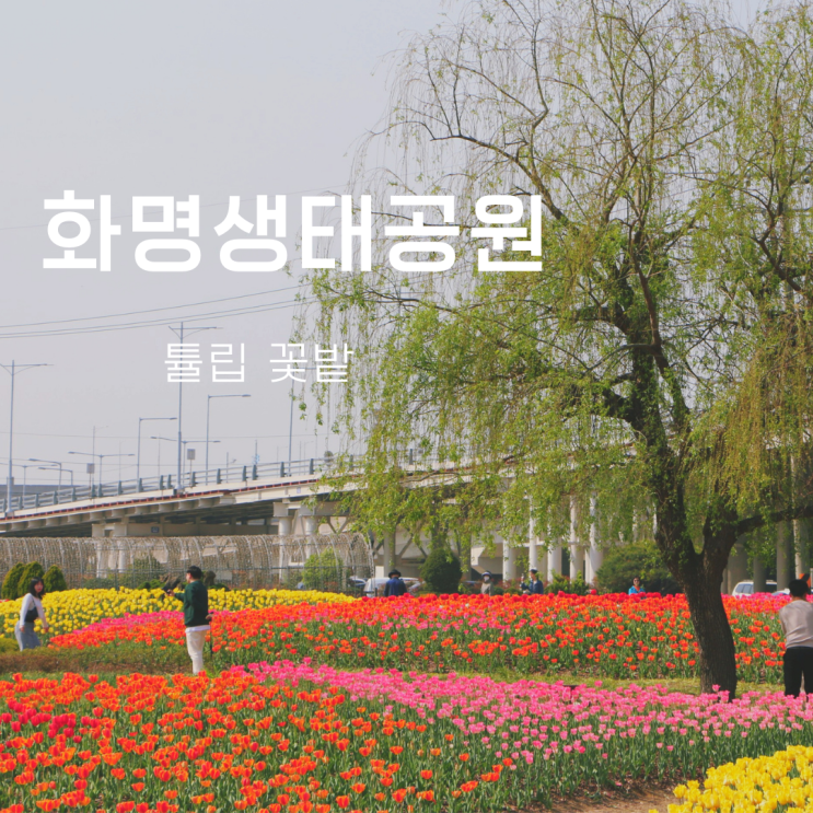  화명생태공원 튤립 형형색색 만개 가까운 주차장&위치