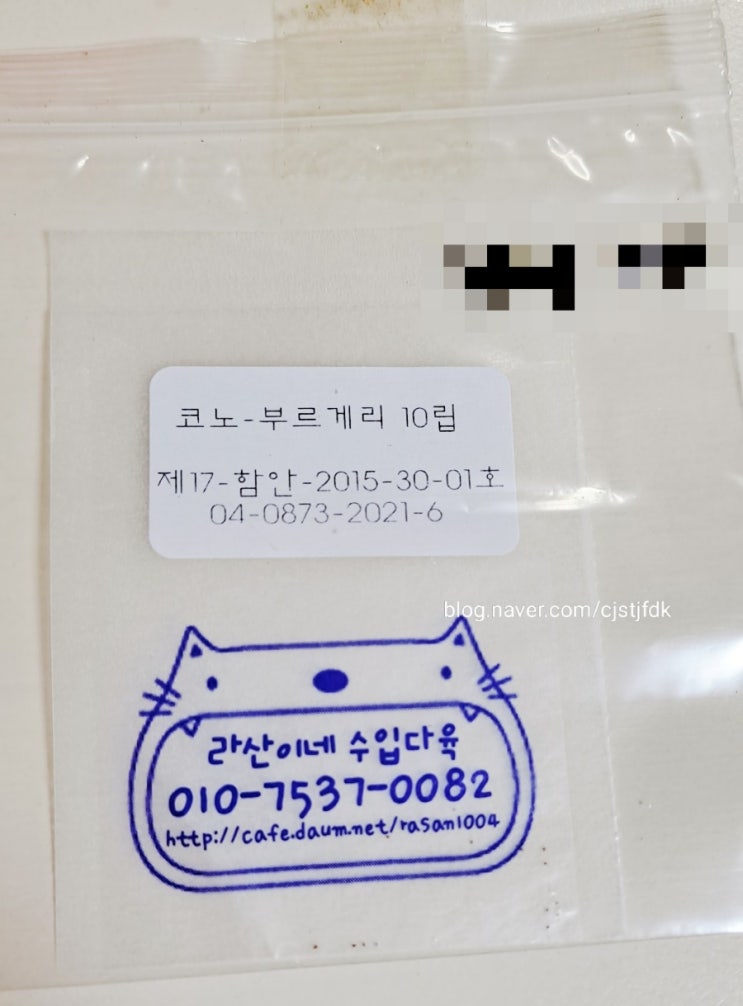  부르게리 씨앗 파종 / 부르게리 키우기