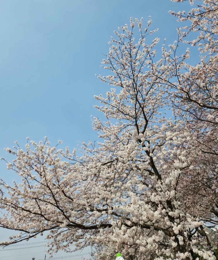  충남 서산 제4회 해미벚꽃축제 안내 서산 벚꽃 명소 해미천벚꽃