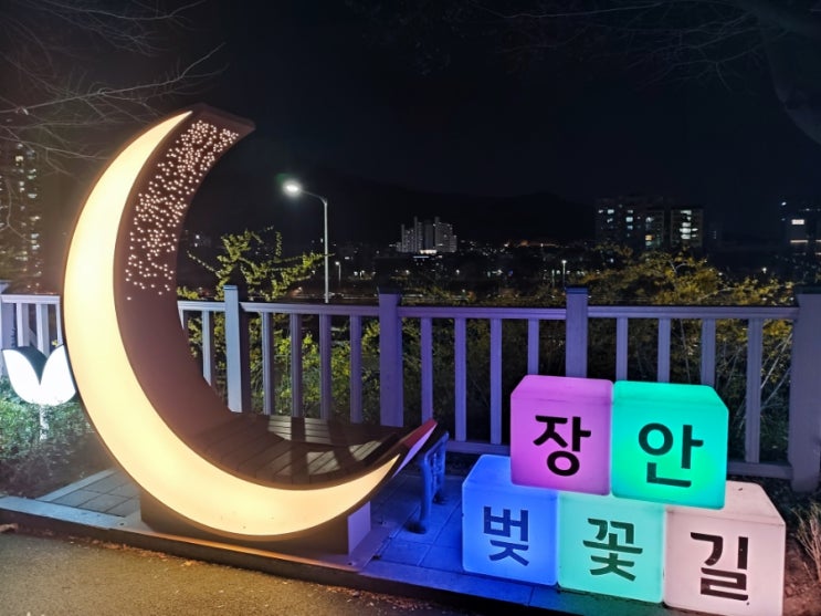  2023년의 벚꽃, 장안 벚꽃길, 봄꽃축제